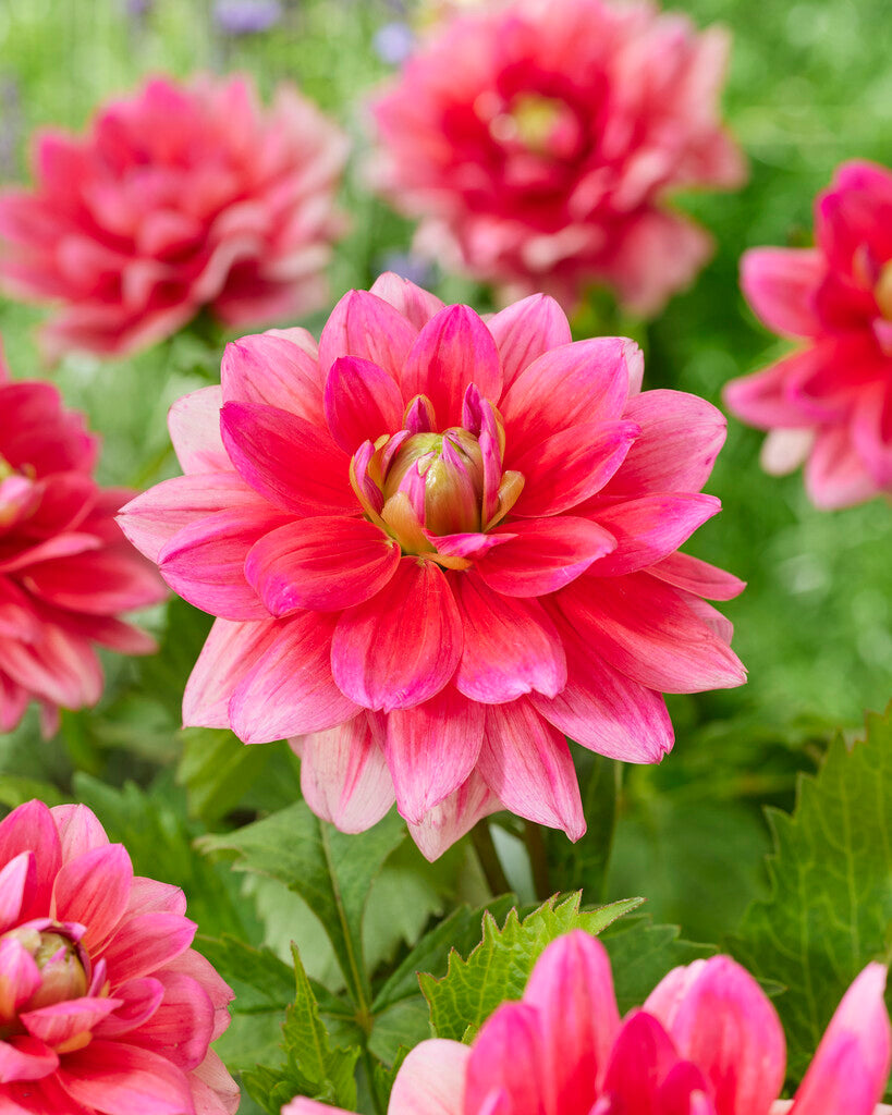 Dahlia Border Berliner Kleene 1-pakk